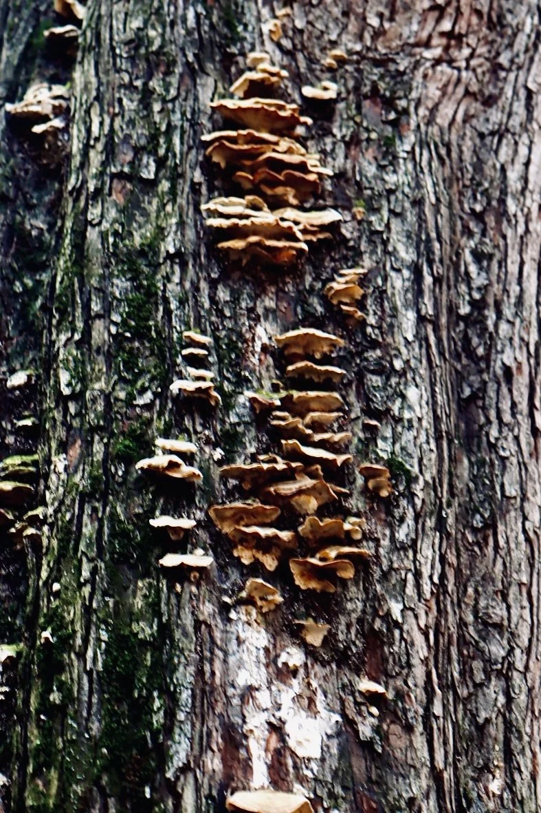 Portland - Tree.JPEG