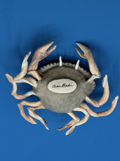 Handcrafted coastal crab sculpture made from quahog shells with crown whelk legs and claws, moon snail shell eyes, and a natural sand-textured finish. Under side.
