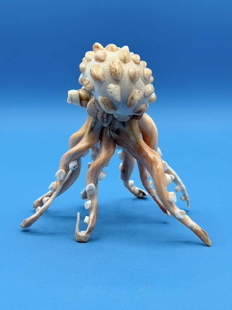 Handcrafted octopus sculpture made from natural whelk, slipper, and moon snail shells with detailed coastal texture