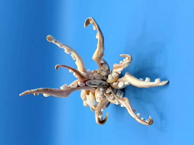 Handcrafted octopus sculpture made from natural whelk, slipper, and moon snail shells with detailed coastal texture