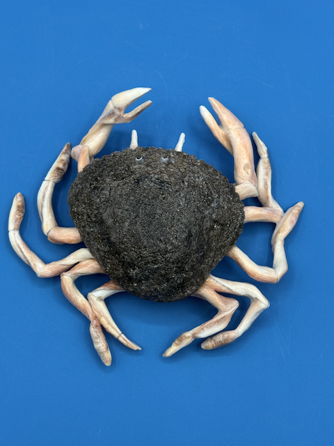Handcrafted coastal crab sculpture made from quahog shells with crown whelk legs and claws, moon snail shell eyes, and a natural sand-textured finish. Top view.