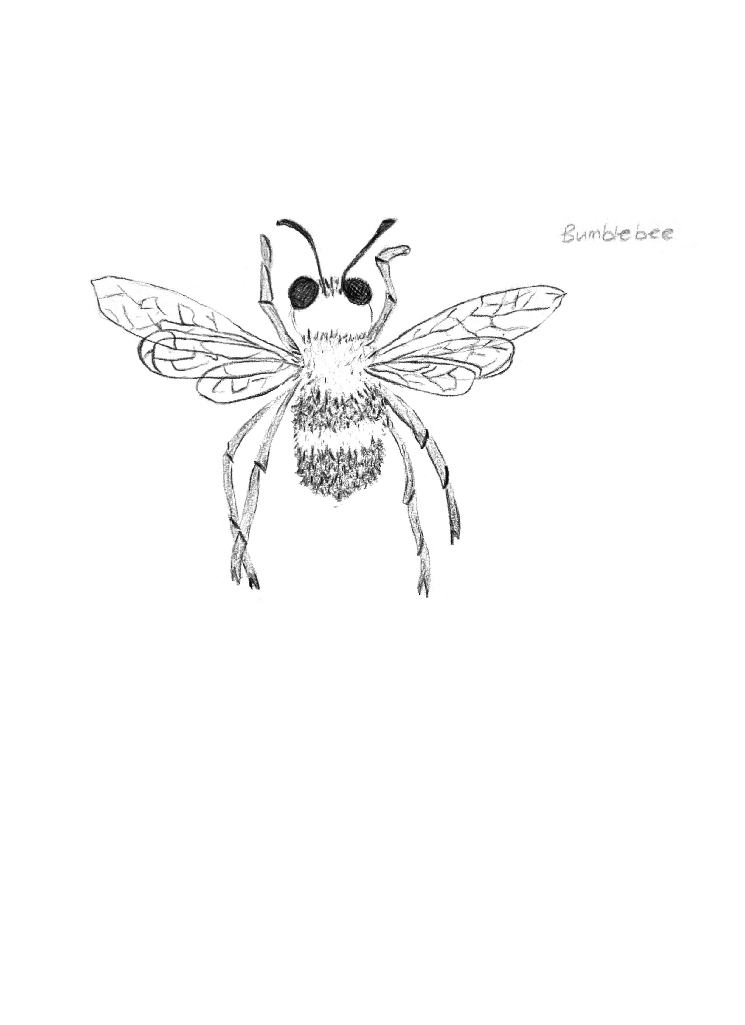 Bumblebee