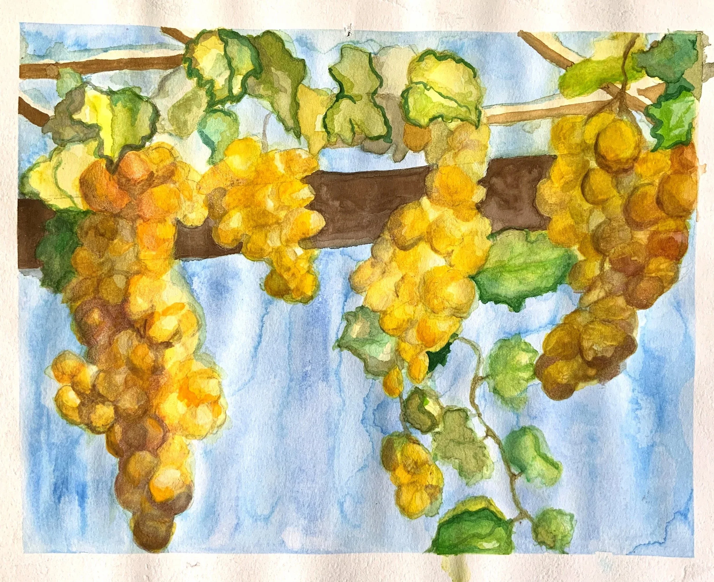Golden Vinyard; watercolor