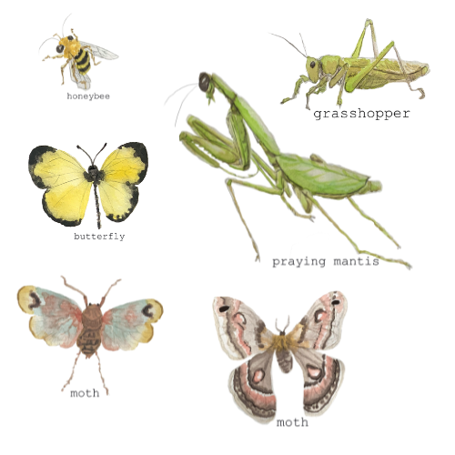 Insects