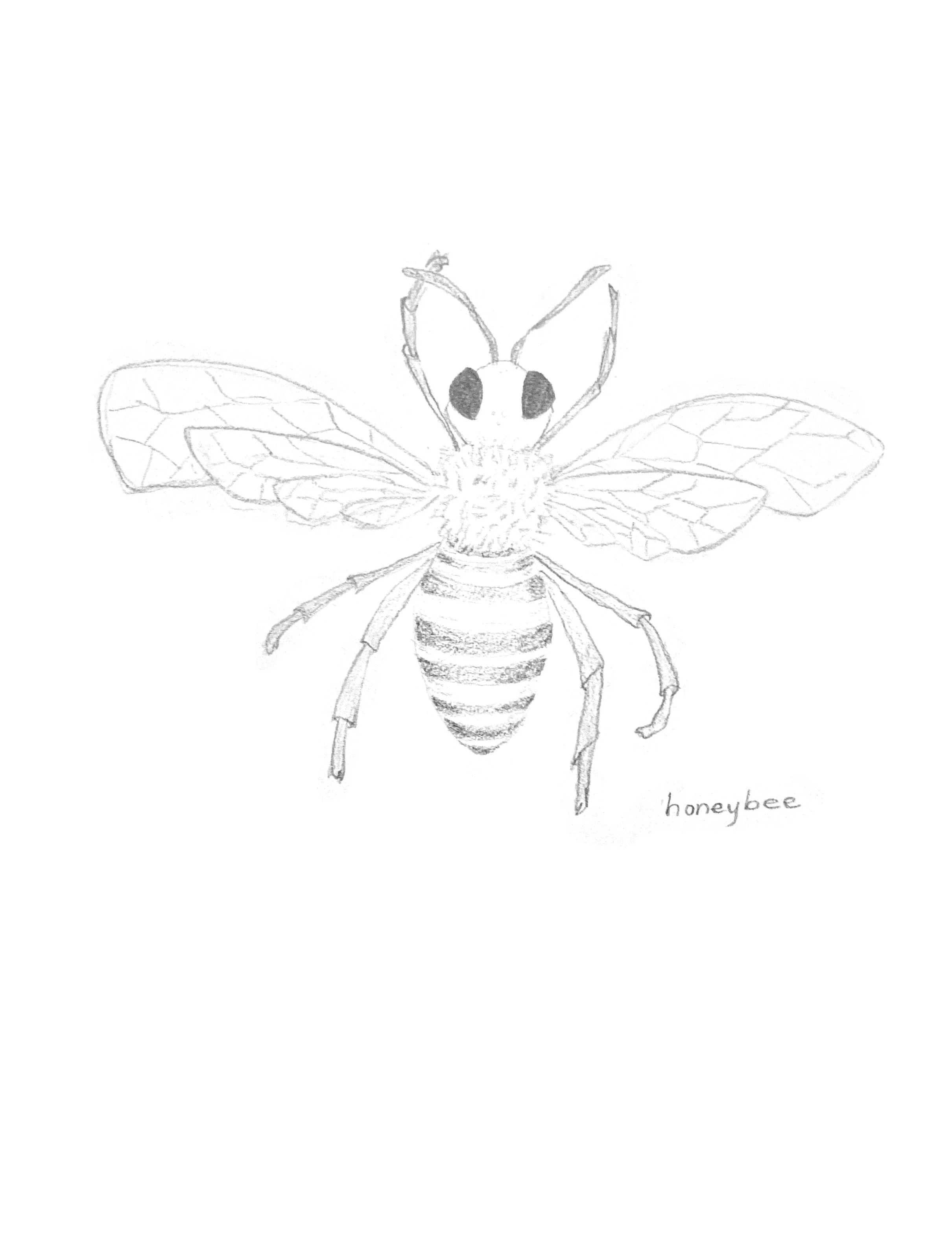 Honeybee