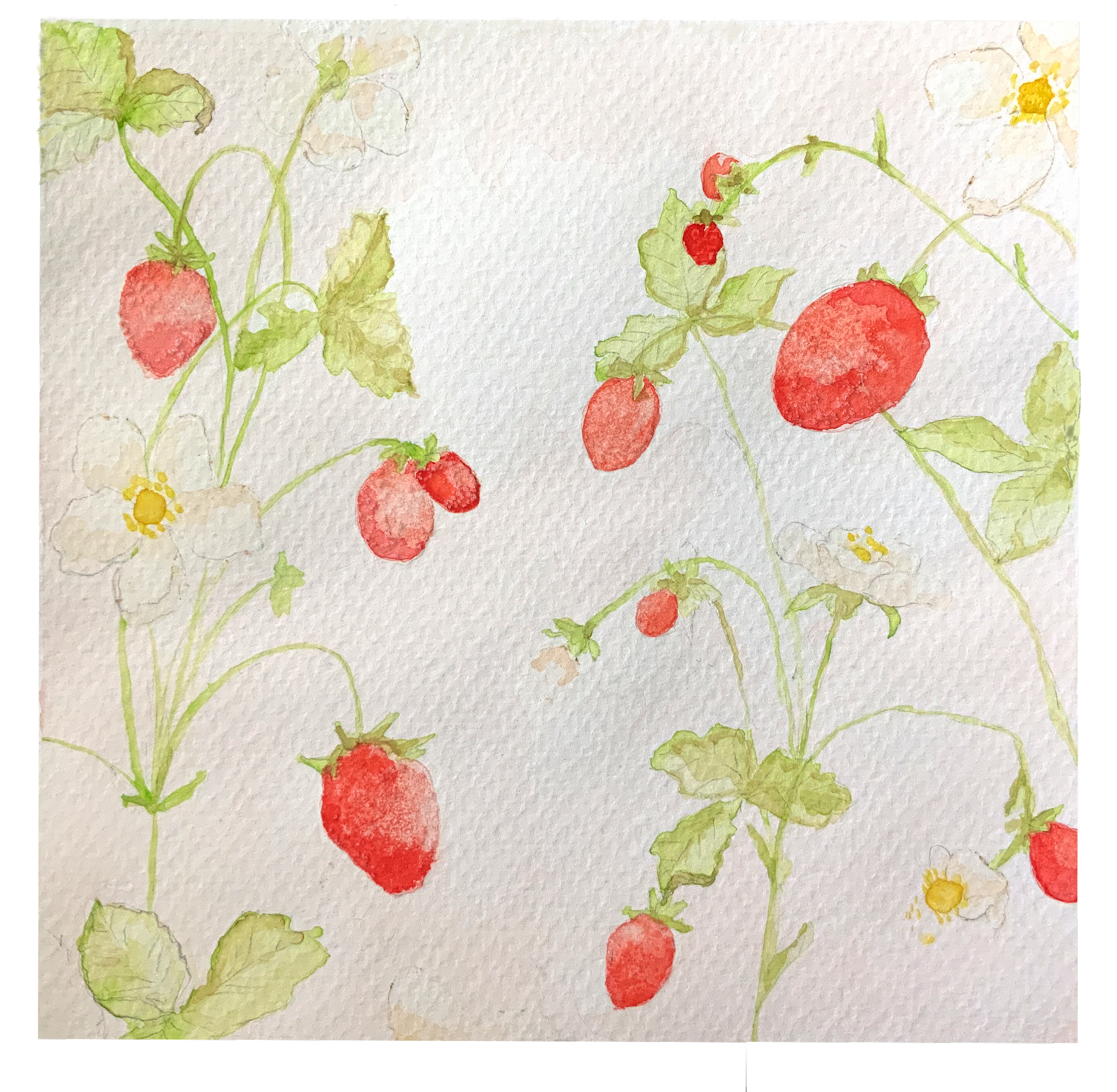 Strawberry Patch; watercolor