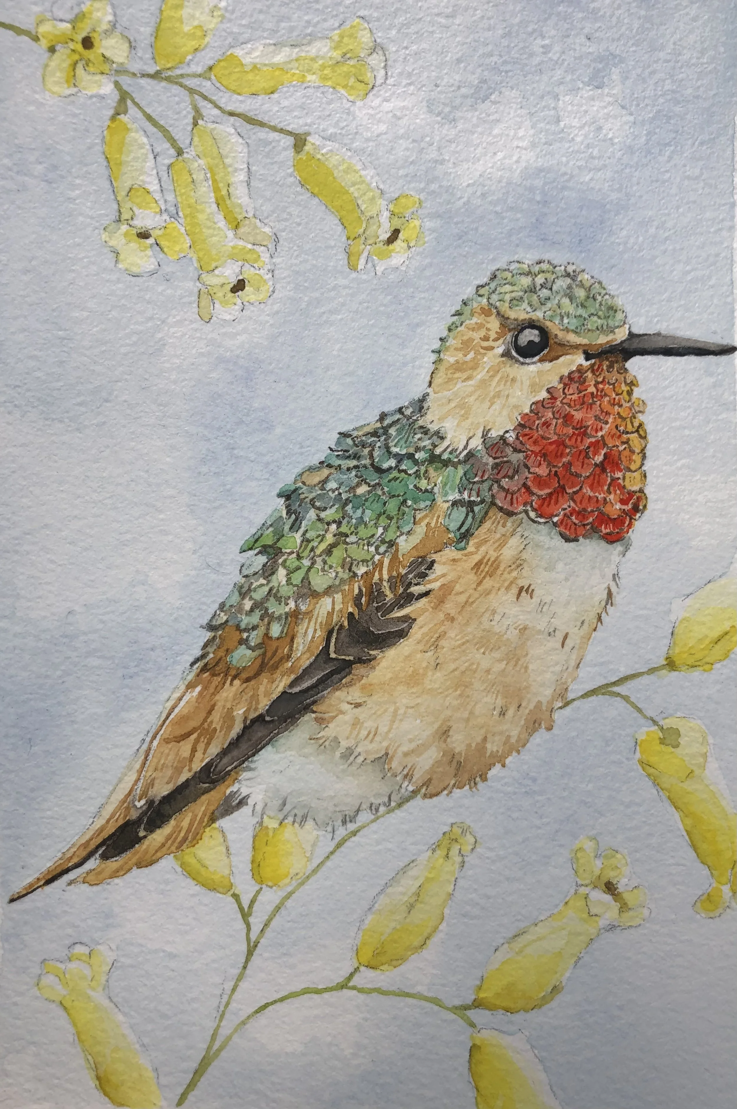 Allen’s Hummingbird