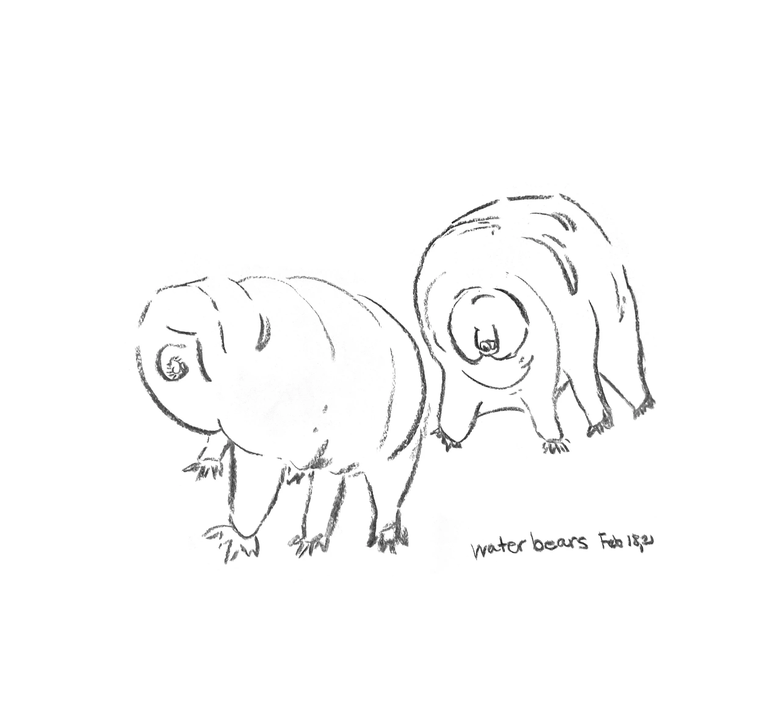 Tardigrades