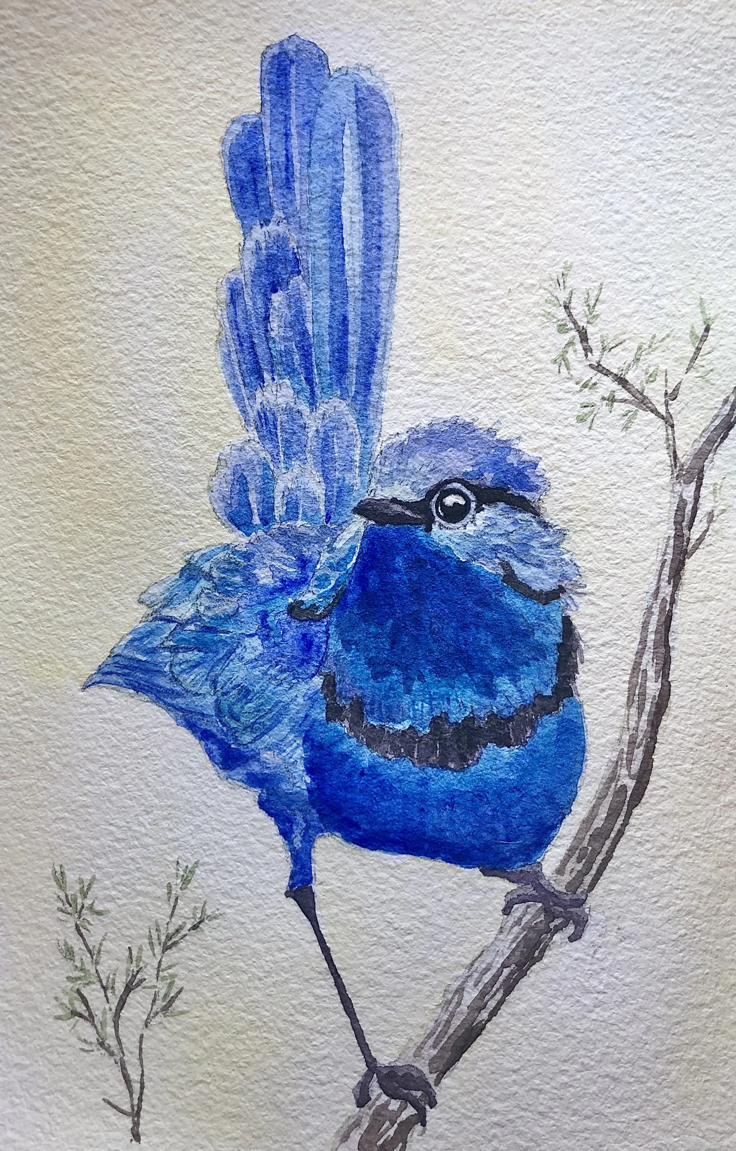 Blue Fairy Wren; watercolor