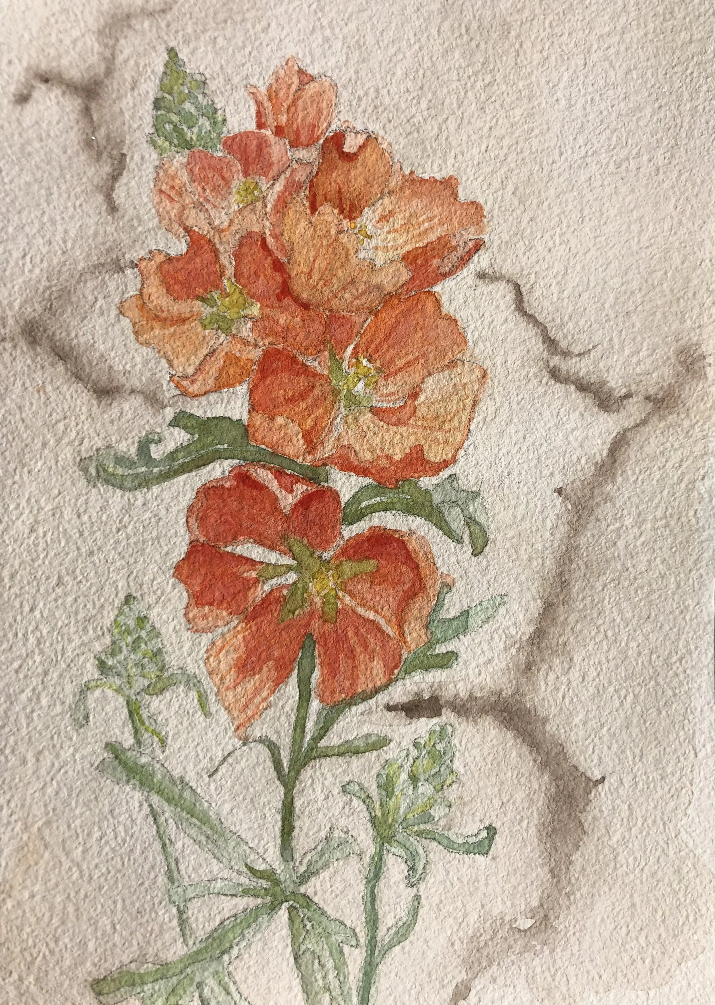 Desert Globemallow