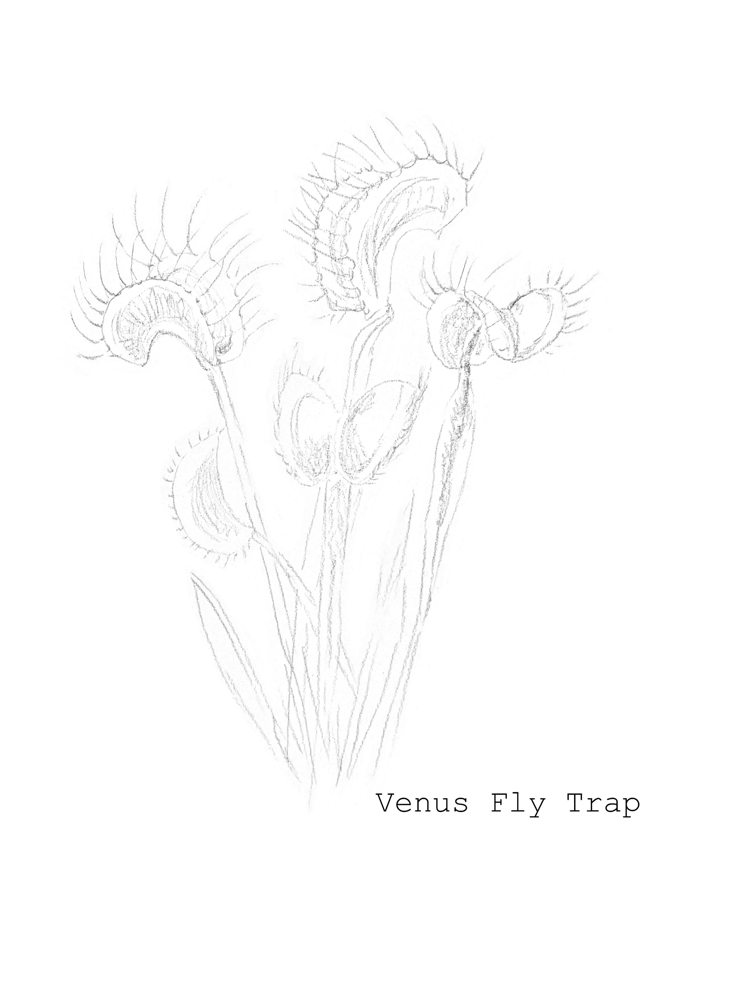 Venus Fly Trap