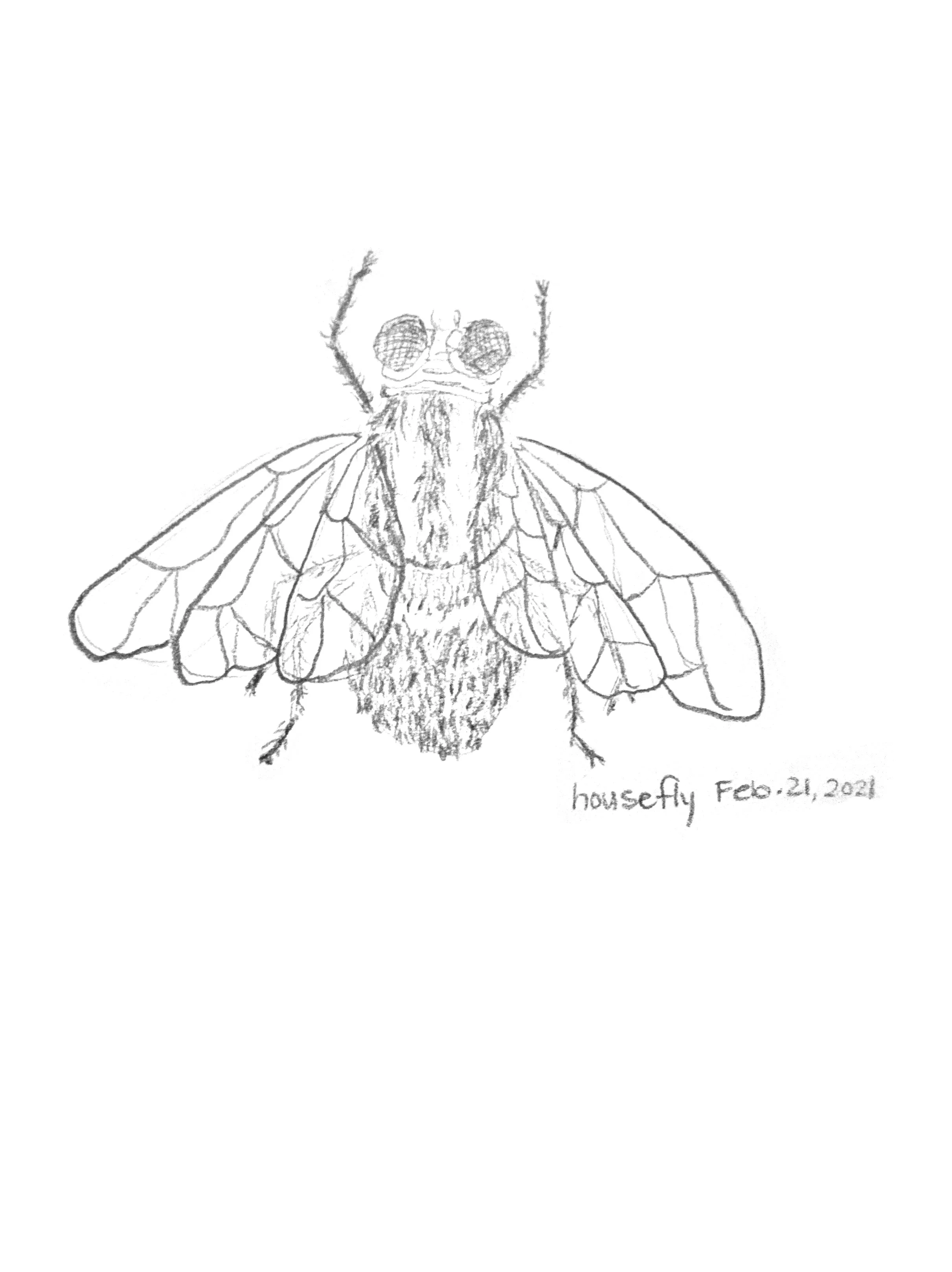 Housefly