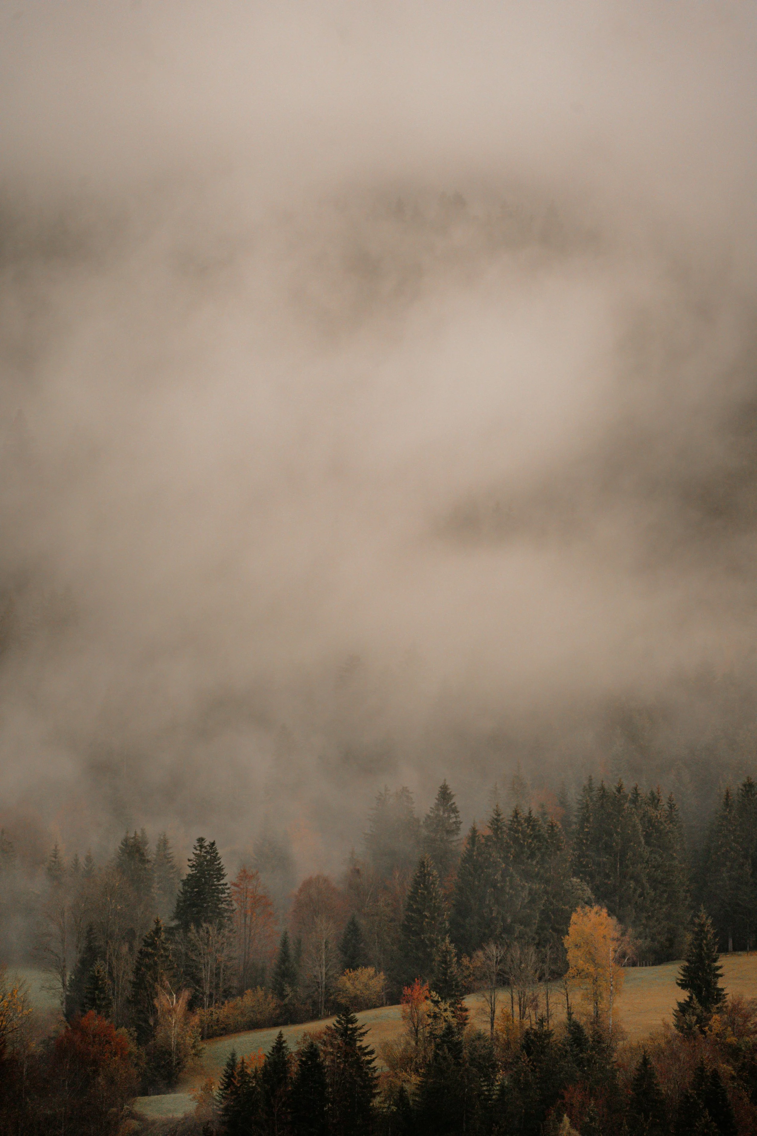 A foggy landscape with trees on a hillside and thick fog covering the upper part of the scene.