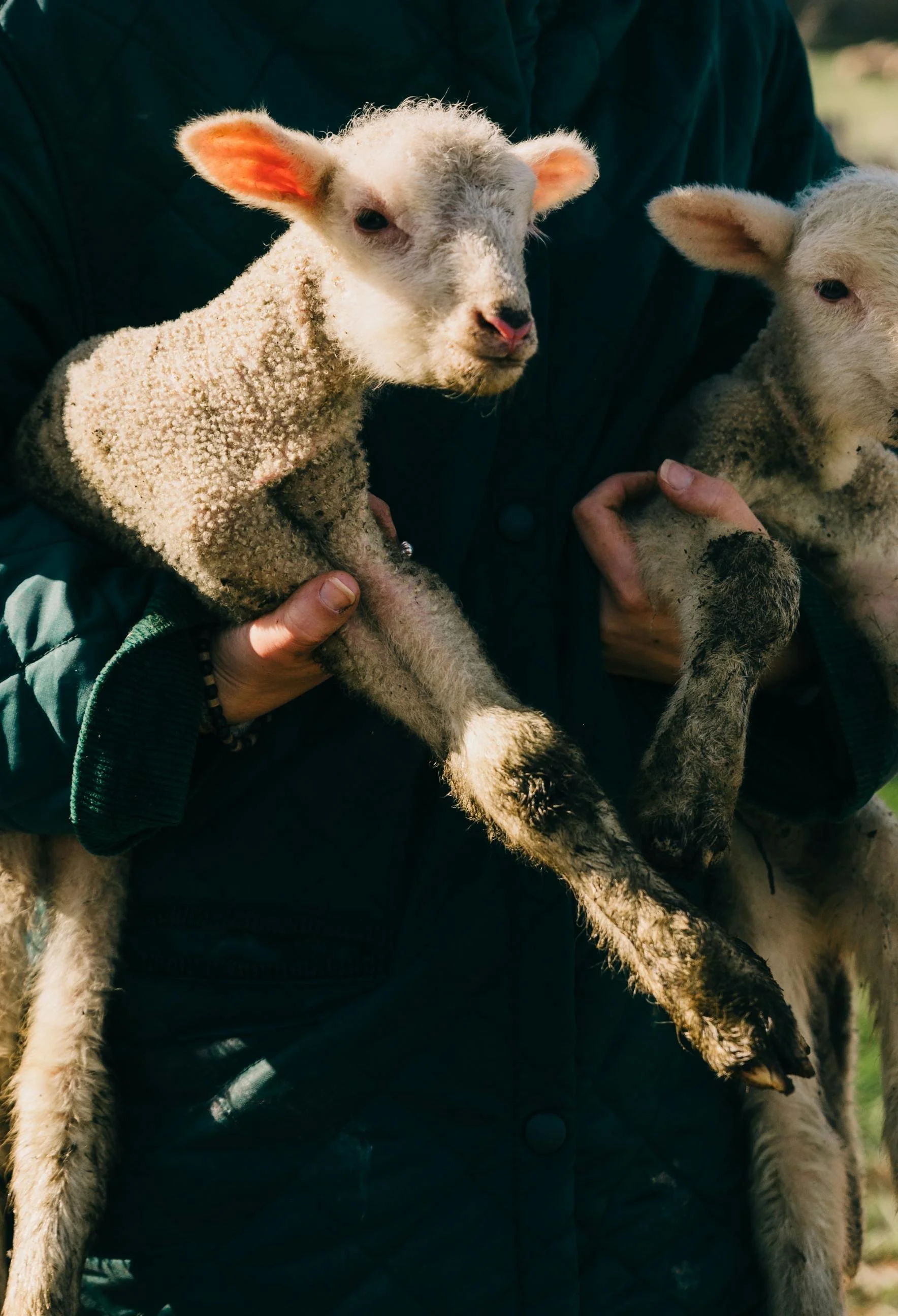 Independent small shop owner holding his baby lambs.