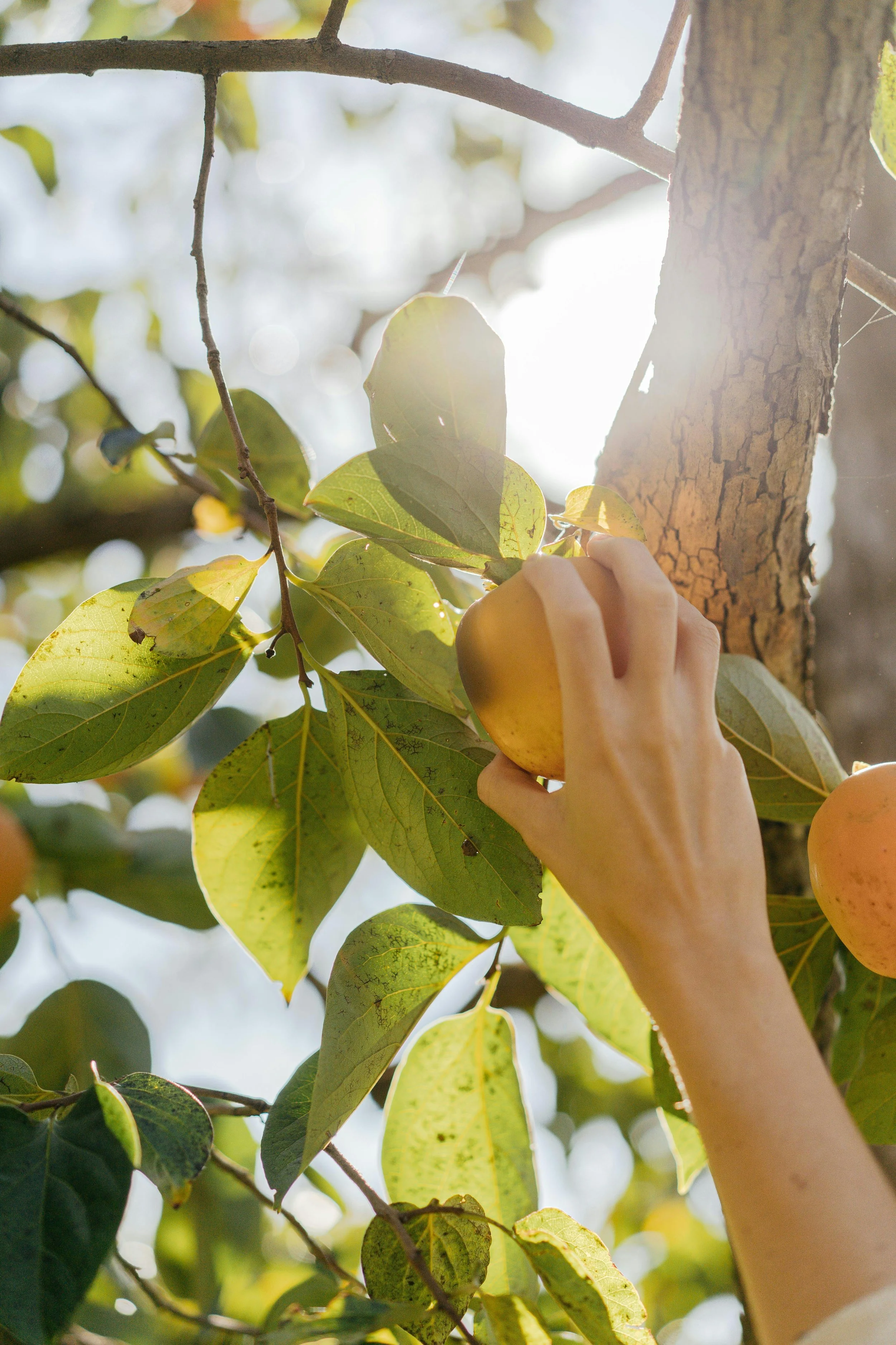 Shop owner picking oranges from their orange grove for their farmer's market booth.