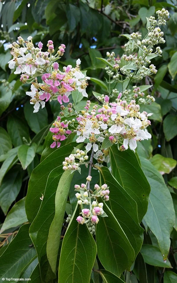 THE HOMECOMING             Sunshine Ceremony with Grandmother