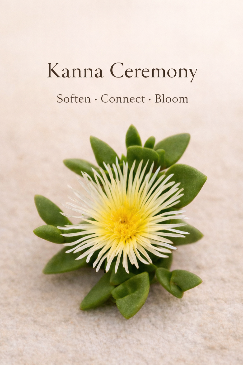 Soften, Connect, Bloom 