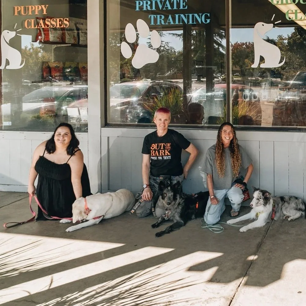 Clients and their dogs practicing relaxed down-stays outside the Out of the Bark facility as part of a group manners class