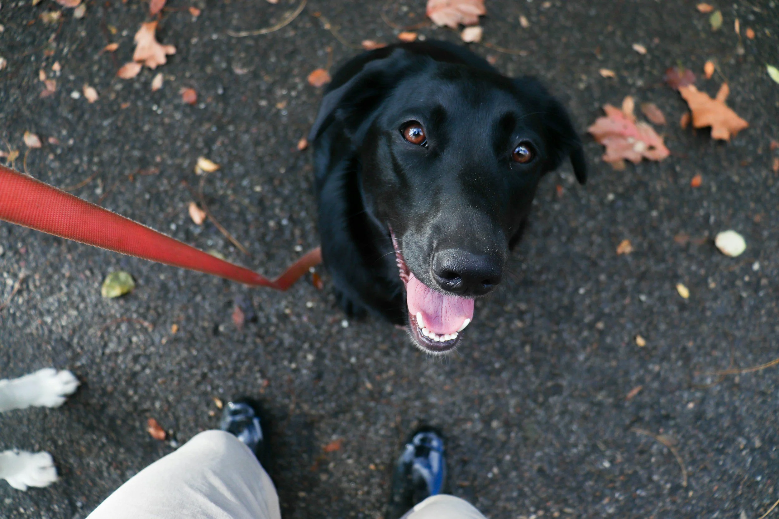 Black dog on a leash looking up at the camera with a big smile on a leaf-speckled path.