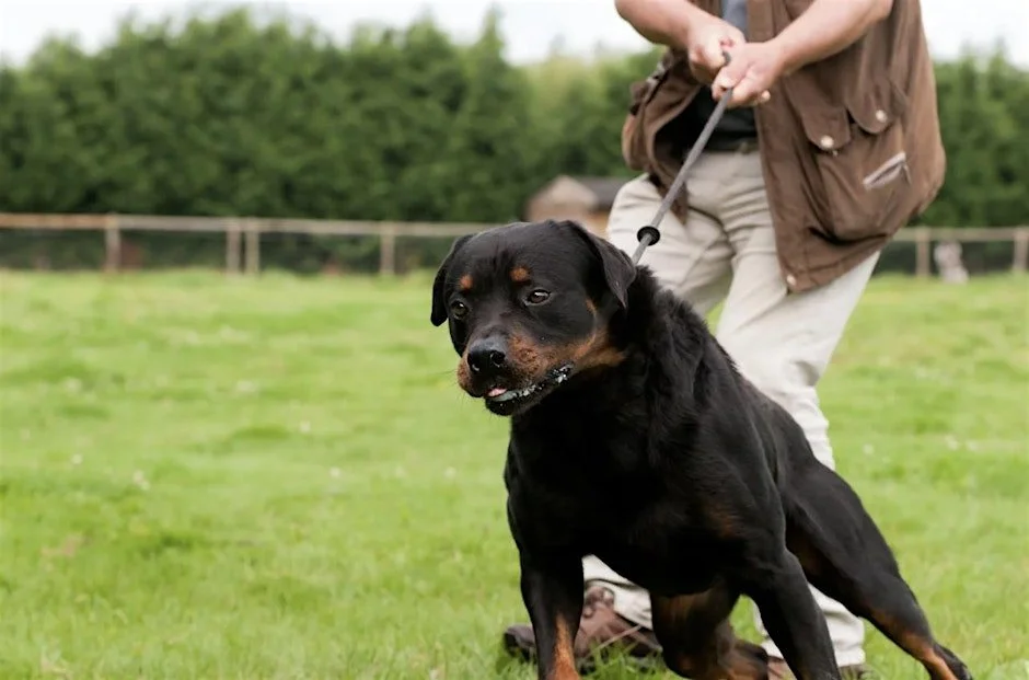 The Big Feelings Club: A workshop for reactive dogs