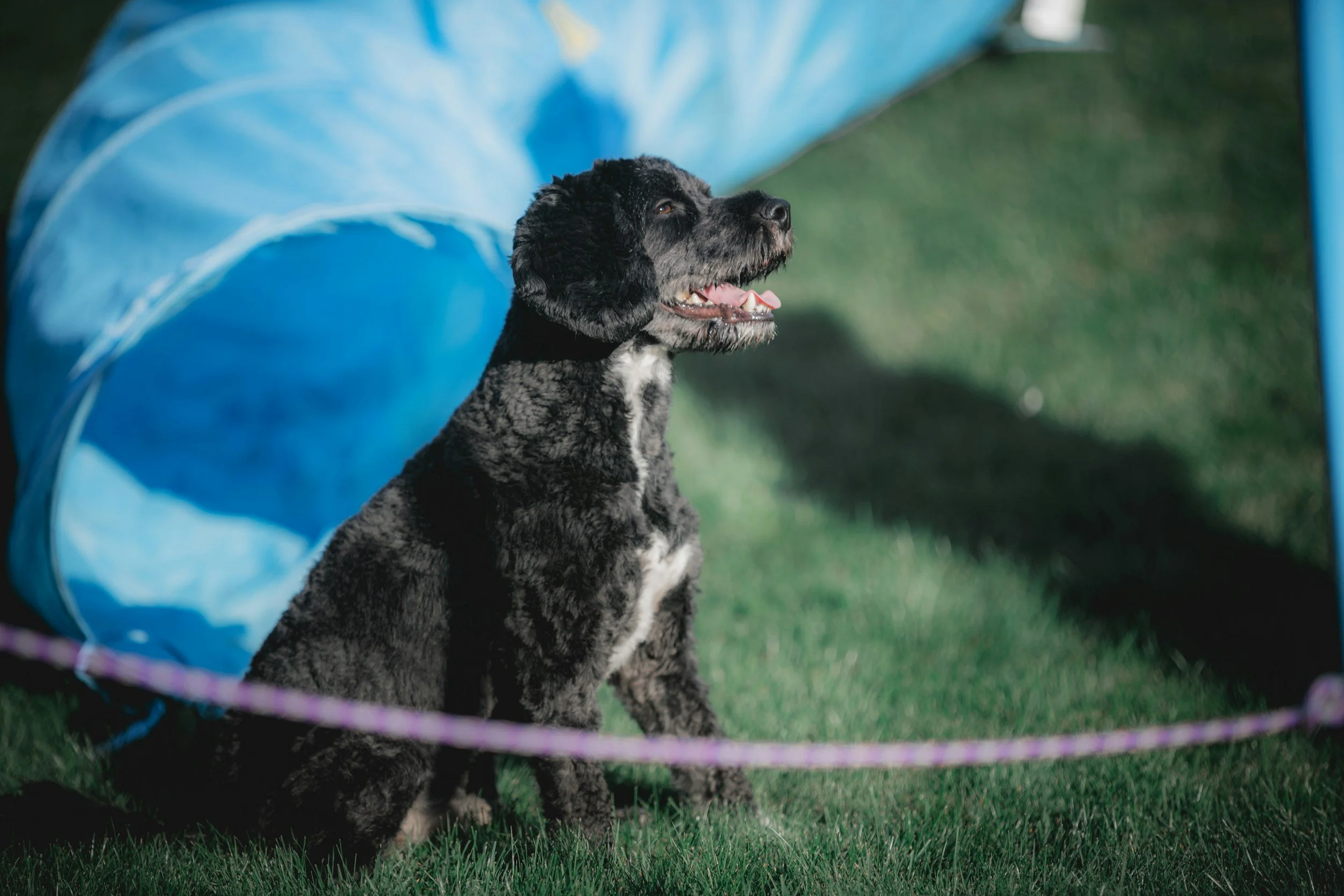 Dog practicing focus during a training class