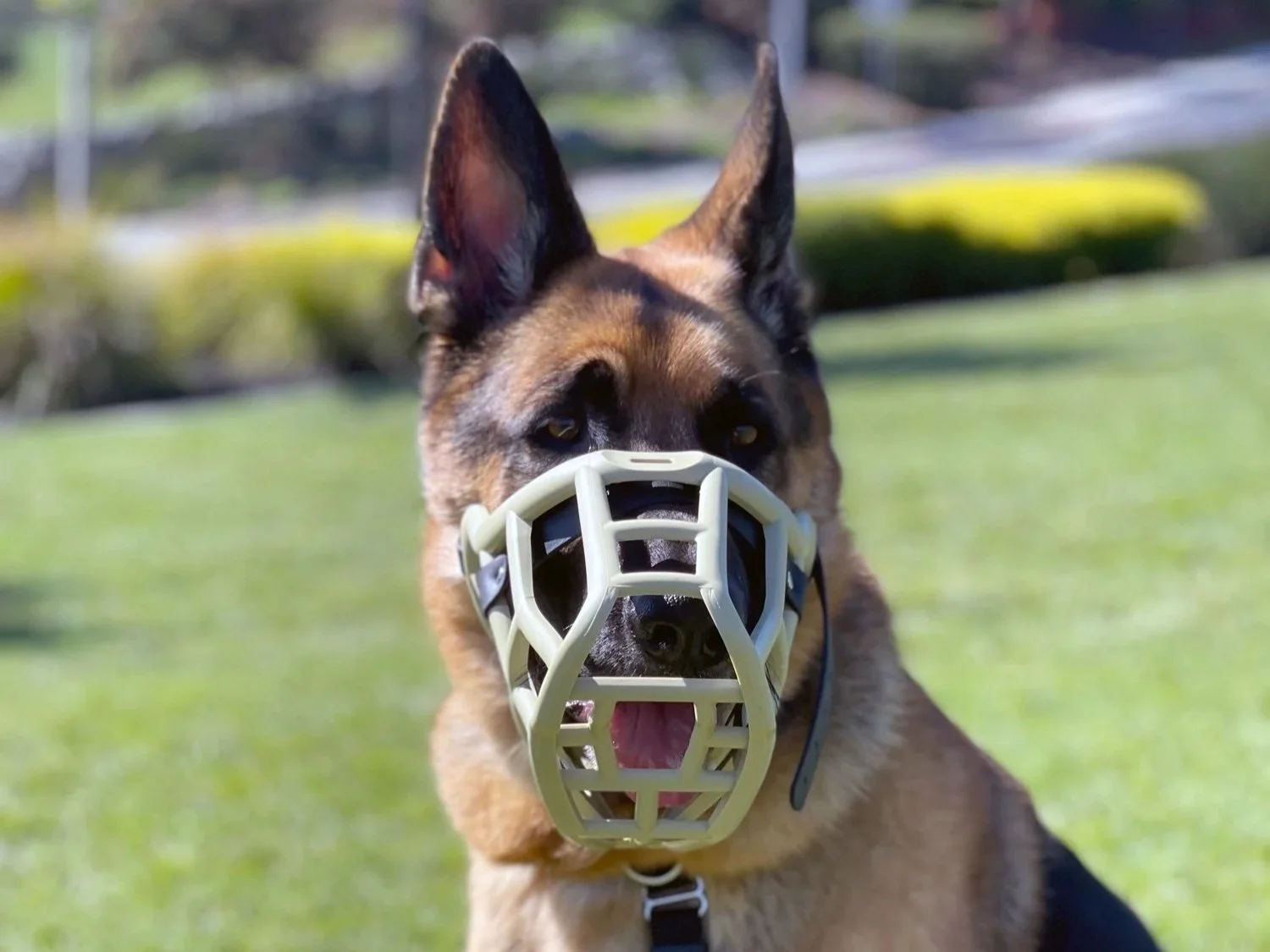 A German shepherd sitting calmly outside while wearing a basket muzzle as part of behavior modification training.