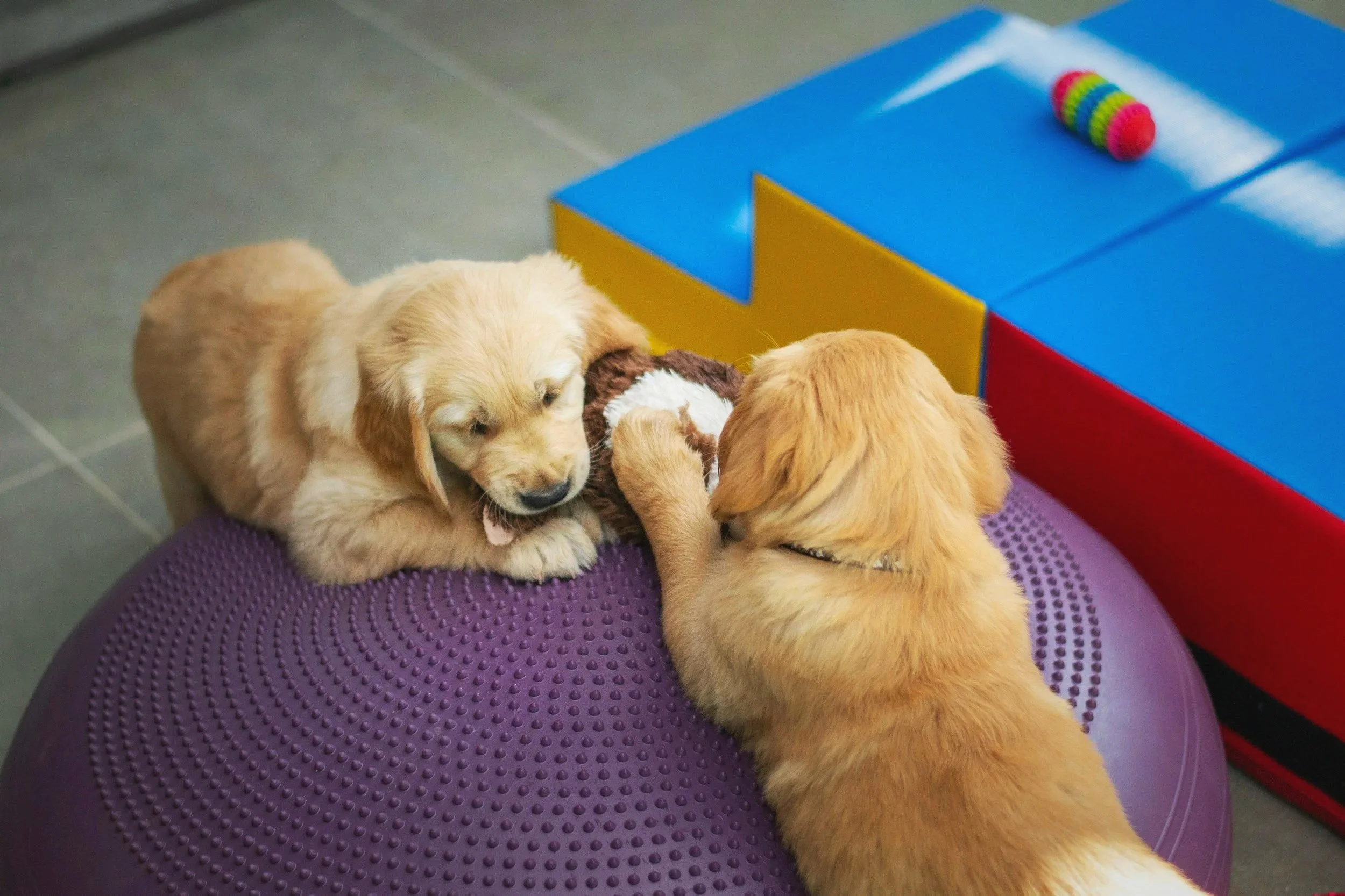 Two Golden Retriever puppies playing with a stuffed toy on a purple balance ball indoors, with a colorful soft foam play structure in the background.