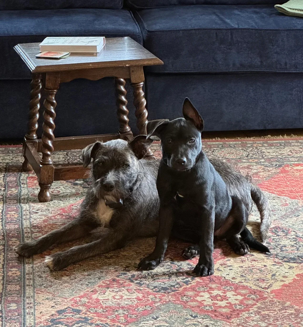 Two dogs sitting on a patterned area rug in a living room, with a wooden table and a navy couch in the background.