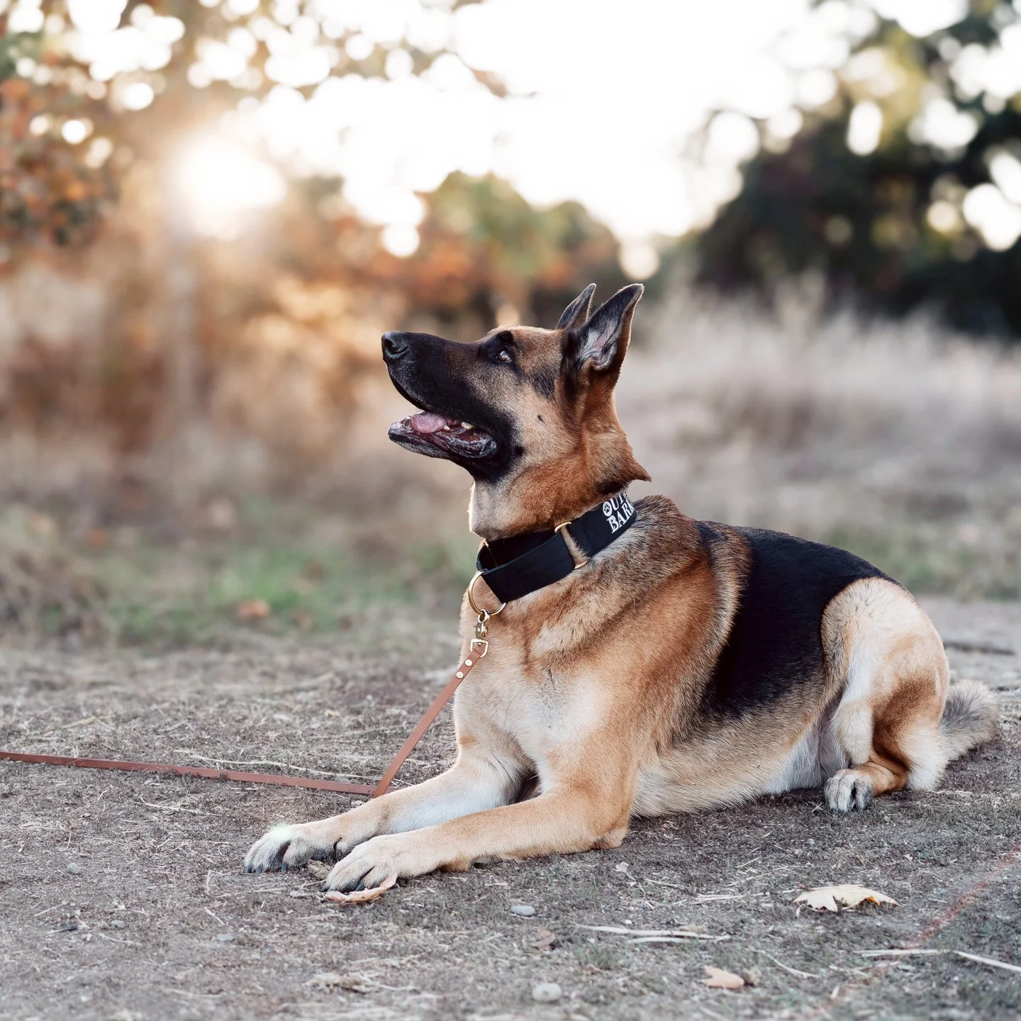 A German shepherd lying in a calm down-stay outdoors, looking up with focus during a training session.