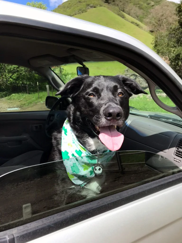 A black dog wearing a green bandana looking out of a car window with its tongue out on a sunny day.