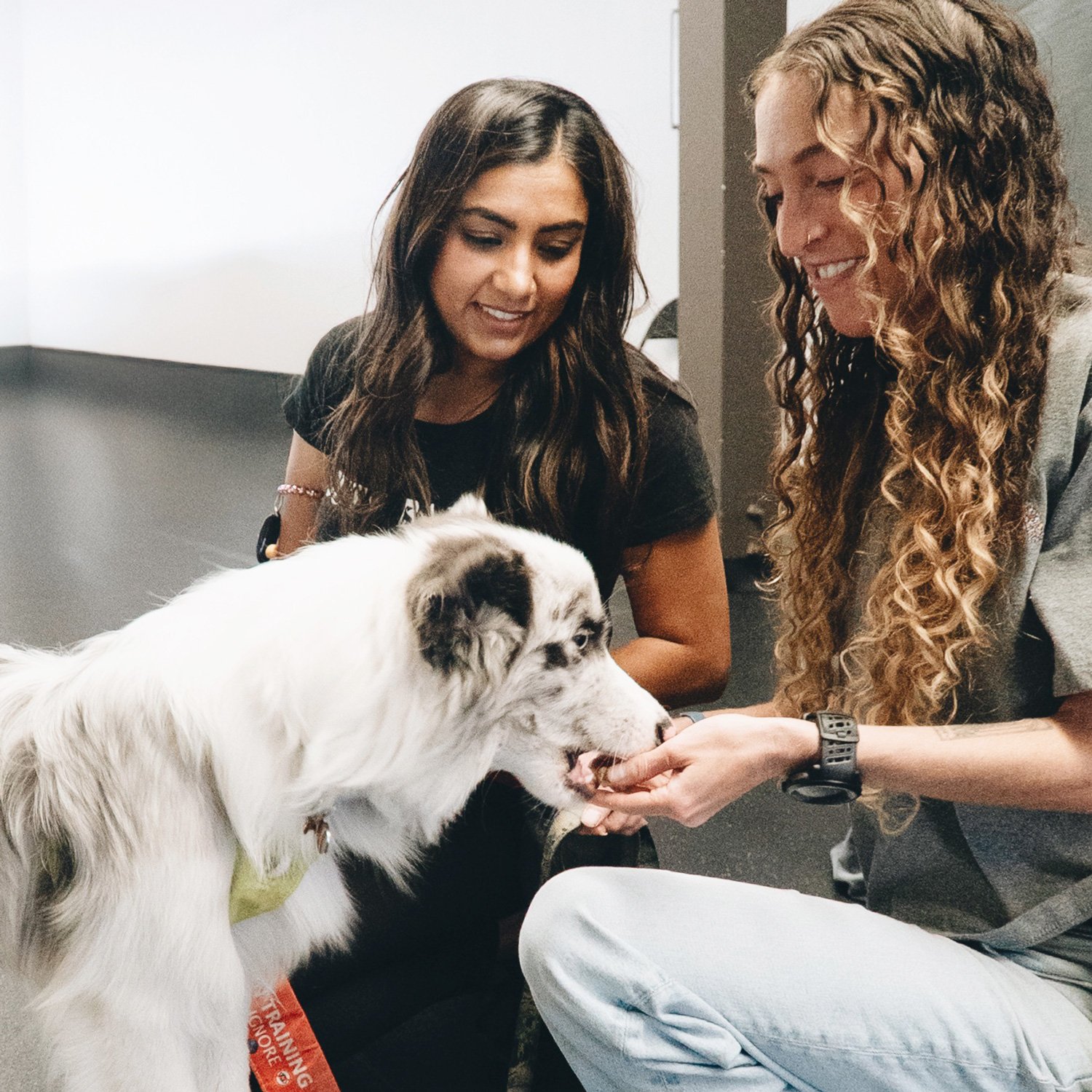 Out of the Bark trainer working with a white and gray dog during an indoor private training session