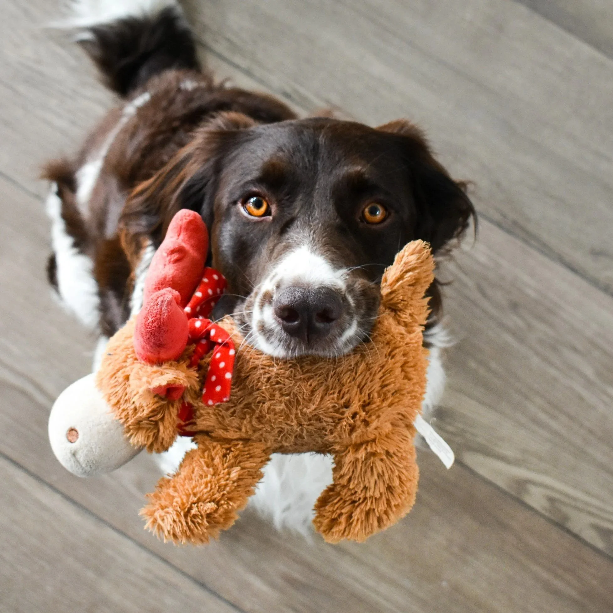 A dog holding a stuffed toy in its mouth, looking up at the camera. The toy is a plush brown animal with red ribbon details.