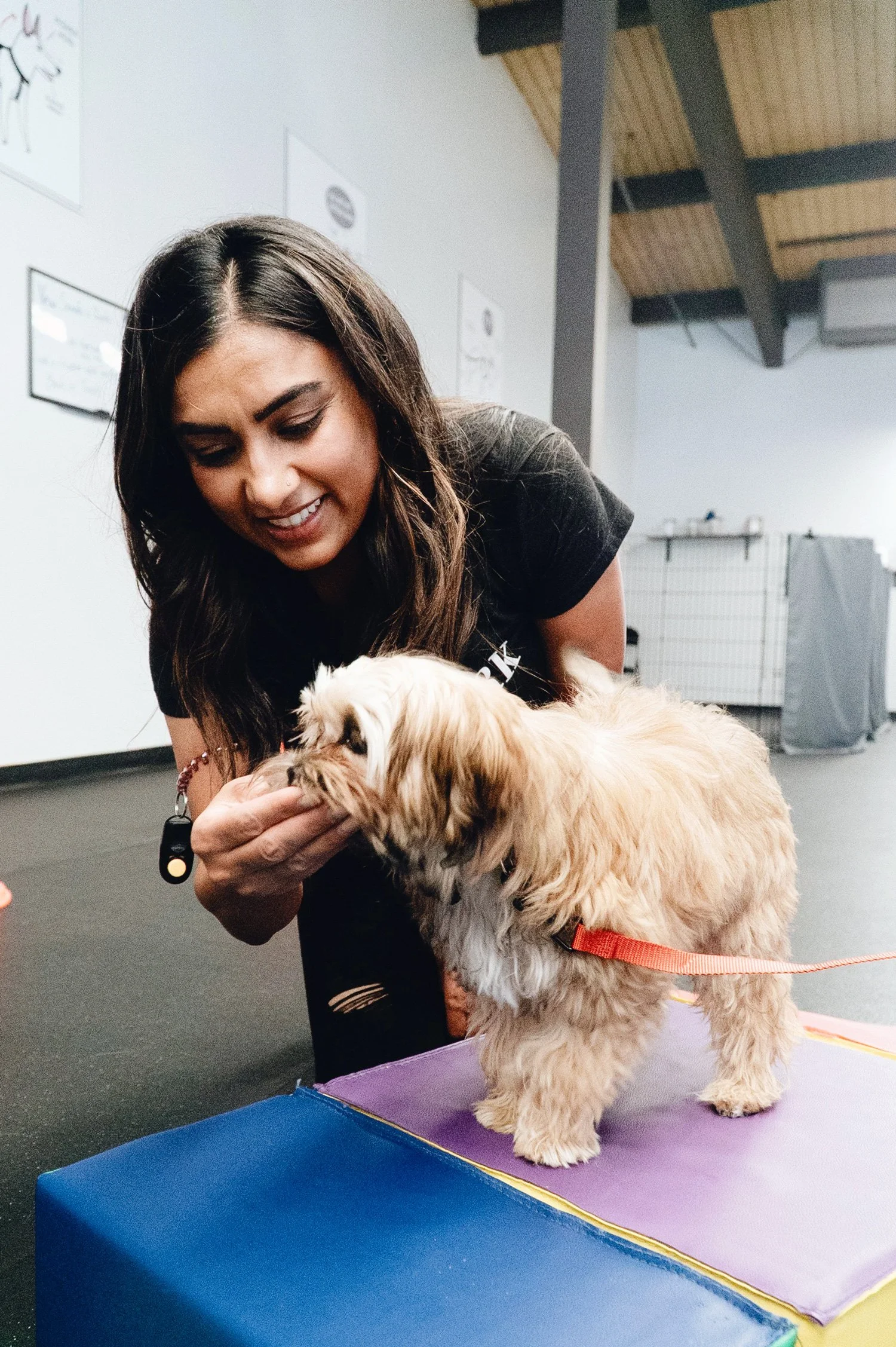 A woman leaning down to give a treat to a small tan and white dog standing on a padded training block indoors.