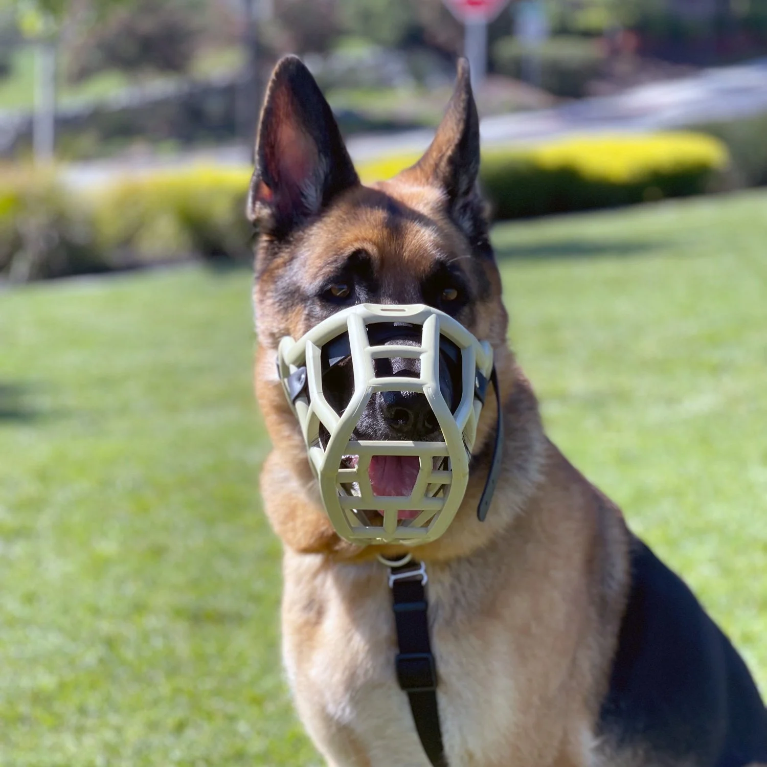 German Shepherd practicing calm focus in a muzzle during an outdoor behavior modification lesson