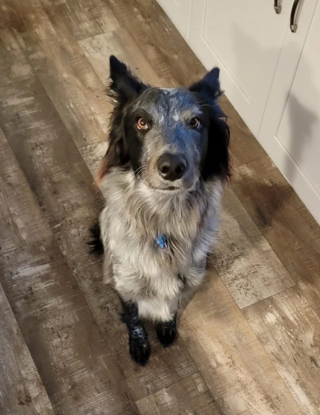An Australian Shepherd dog sitting on a wooden floor looking up at the camera.