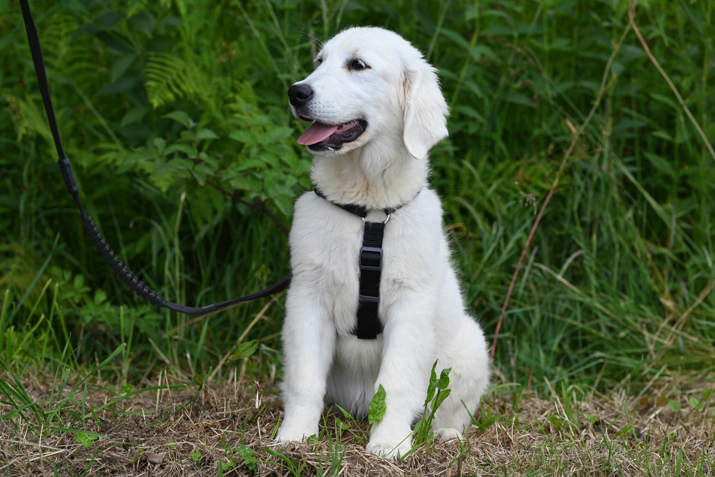 Young puppy practicing calm engagement on leash during an outdoor Out of the Bark puppy training session