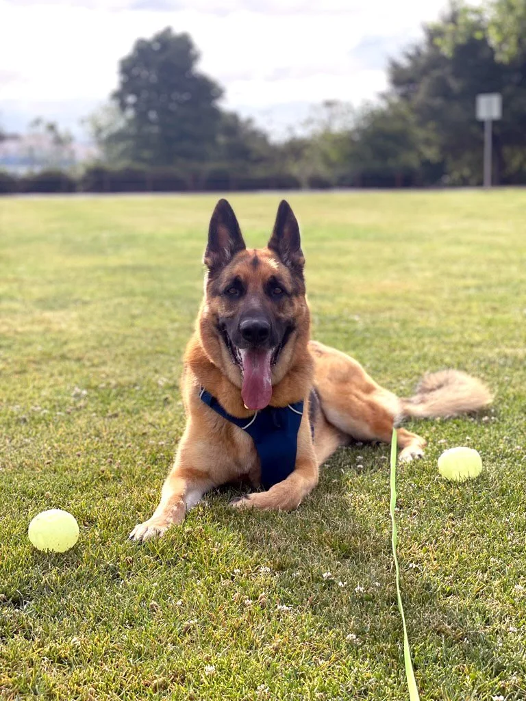 A German shepherd practicing a calm down-stay on the grass during an outdoor training session, surrounded by tennis balls.