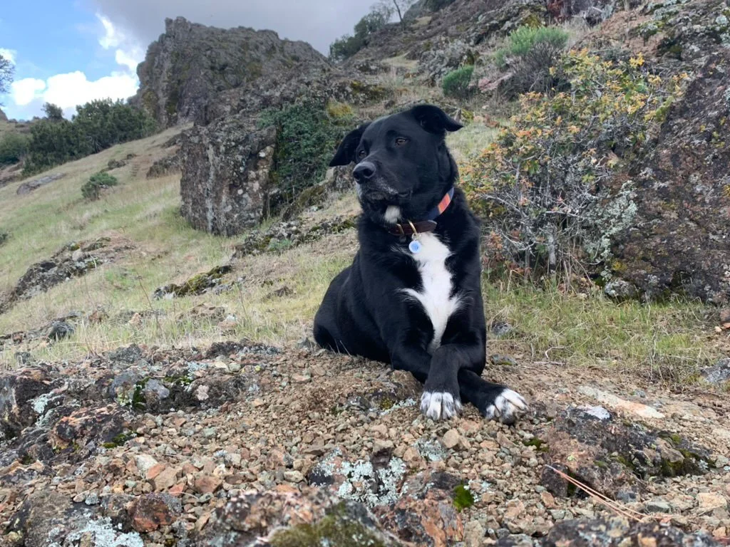 A black dog with white markings sitting on rocky ground outdoors with hills and rocks in the background.