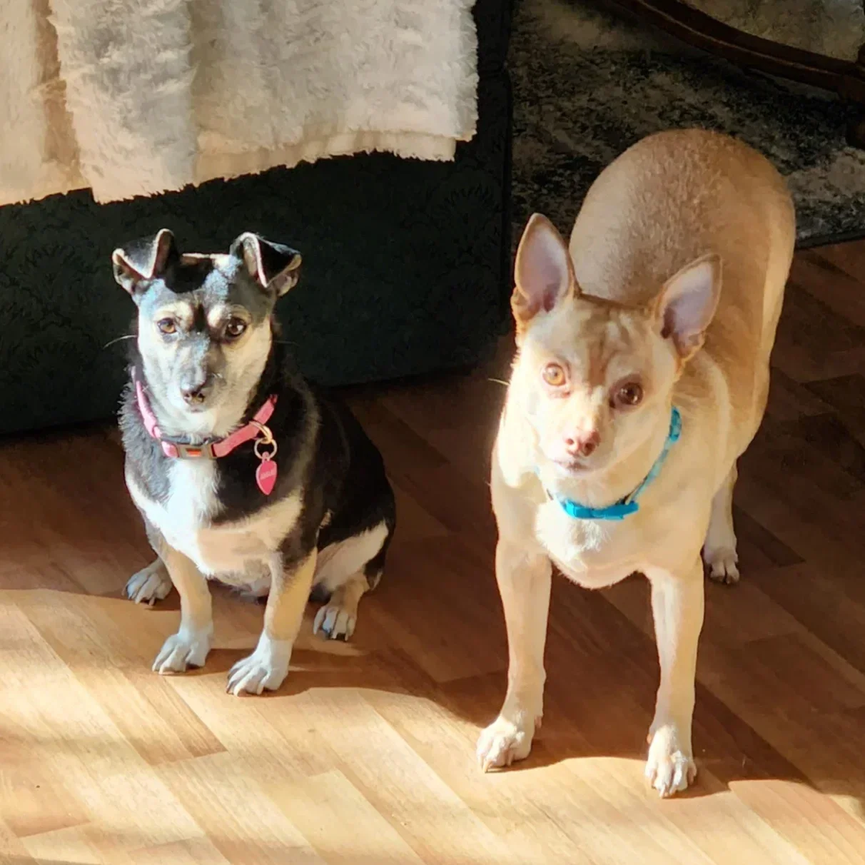 Two dogs, one with a black and white coat and the other with a tan coat, standing on a wooden floor indoors.