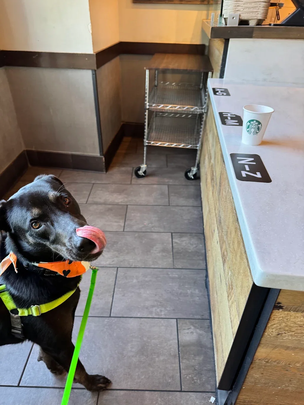 A black dog with an orange bandana on its neck, on a green leash, licking its nose inside a coffee shop. There is a Starbucks cup on the counter with postal zones labeled ZN, ZH, and ZM. A metal cart is behind the dog near the wall.