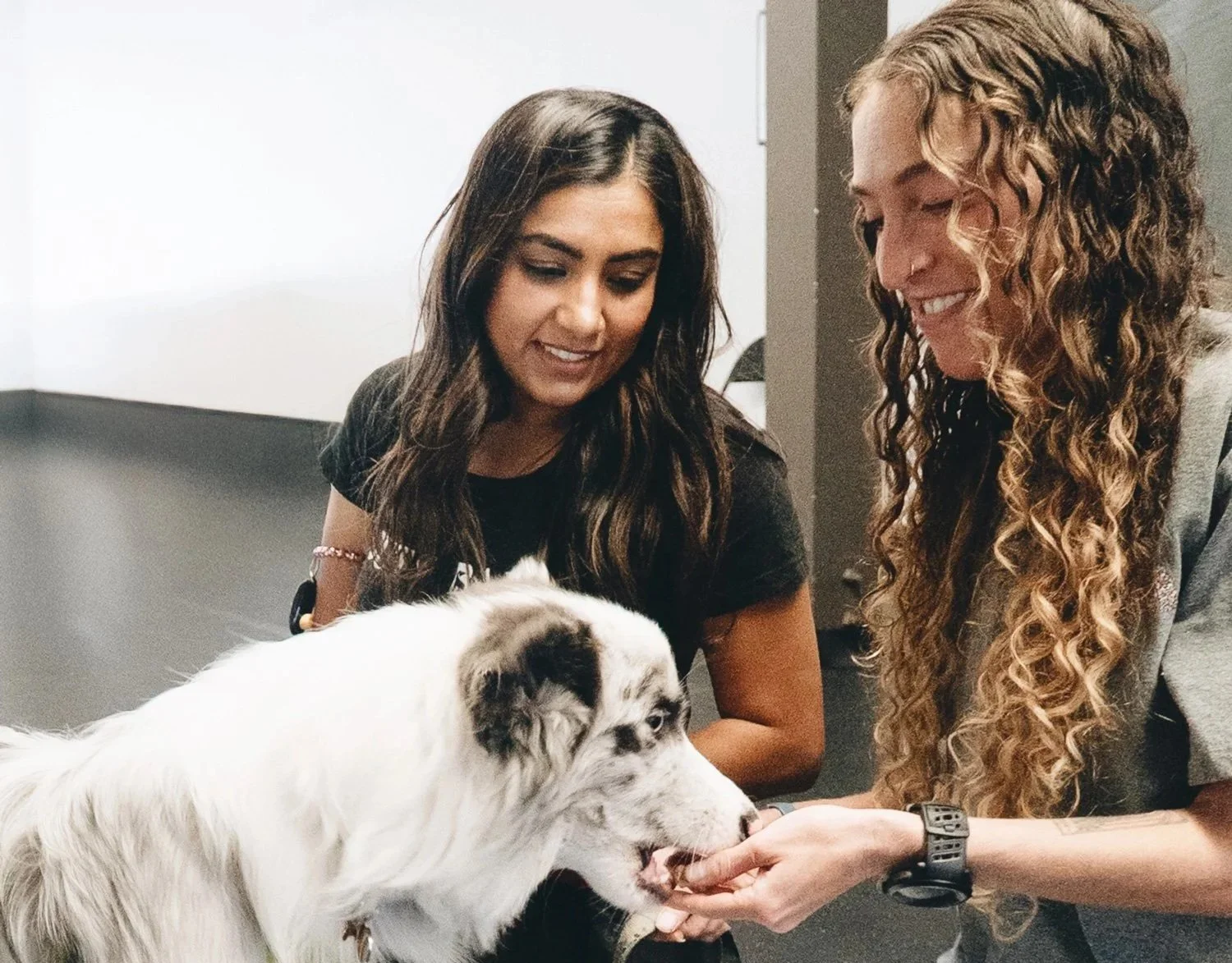 A white and gray dog receiving a treat from one person while another person kneels beside them during an indoor training session.