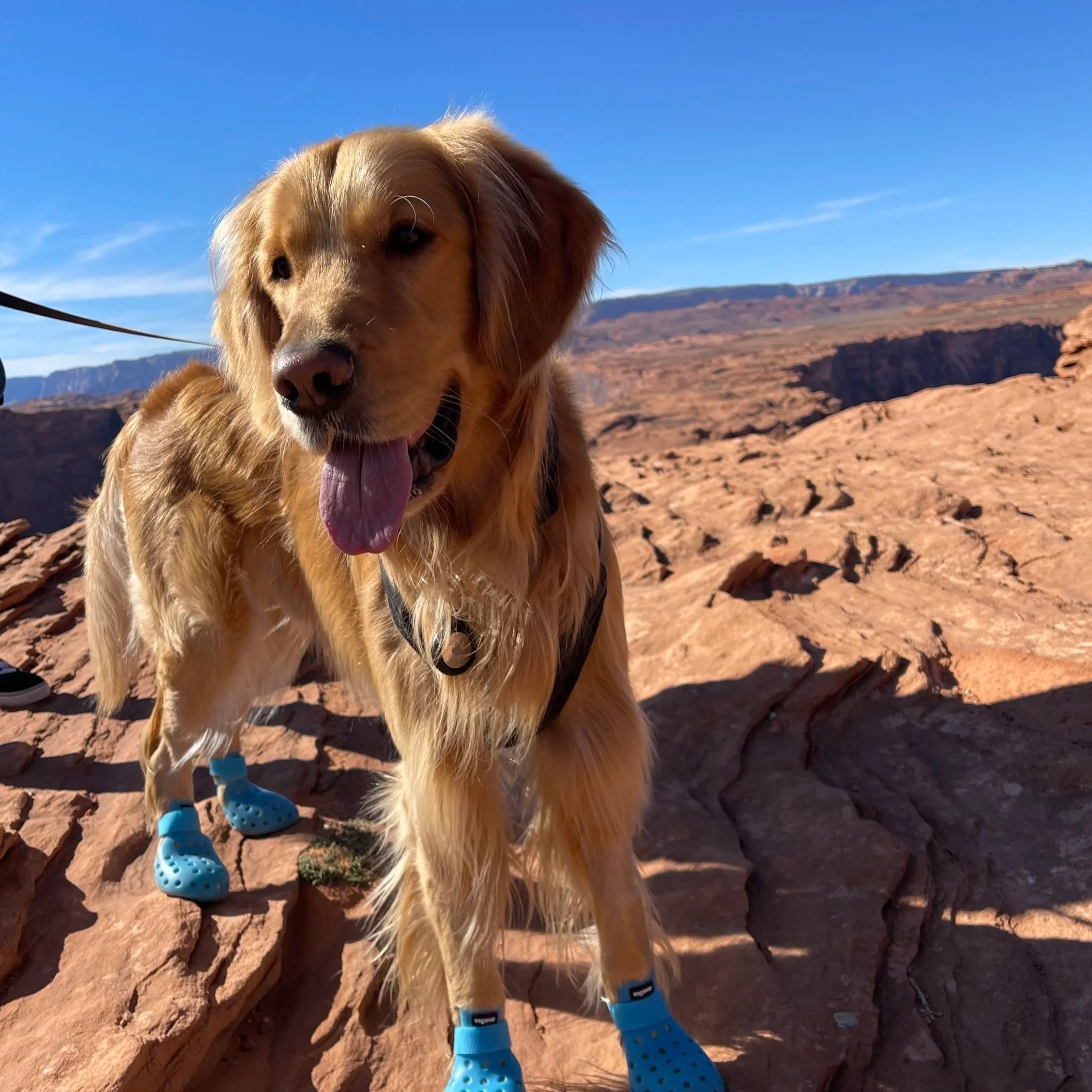 Golden retriever wearing blue protective shoes in a desert canyon with rocky formations under a clear blue sky.