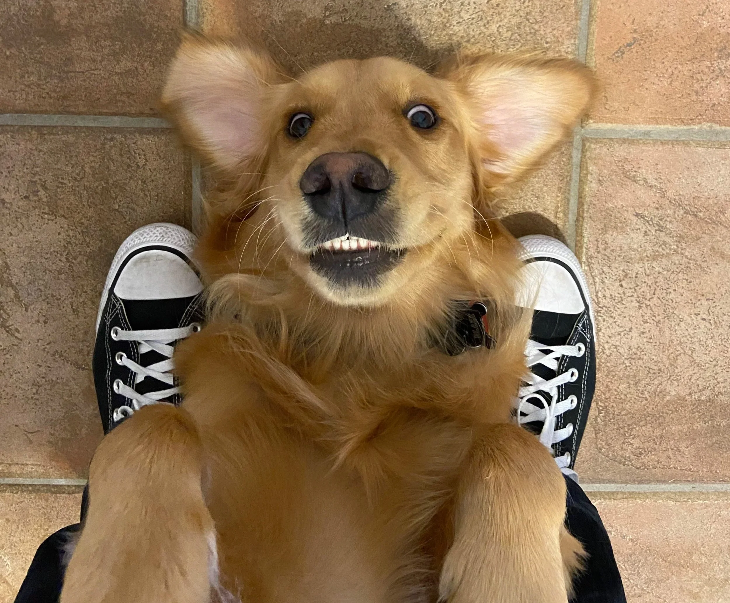 A happy golden retriever puppy lying on its back between a person's legs, looking up with a big smile, in front of a brick floor.
