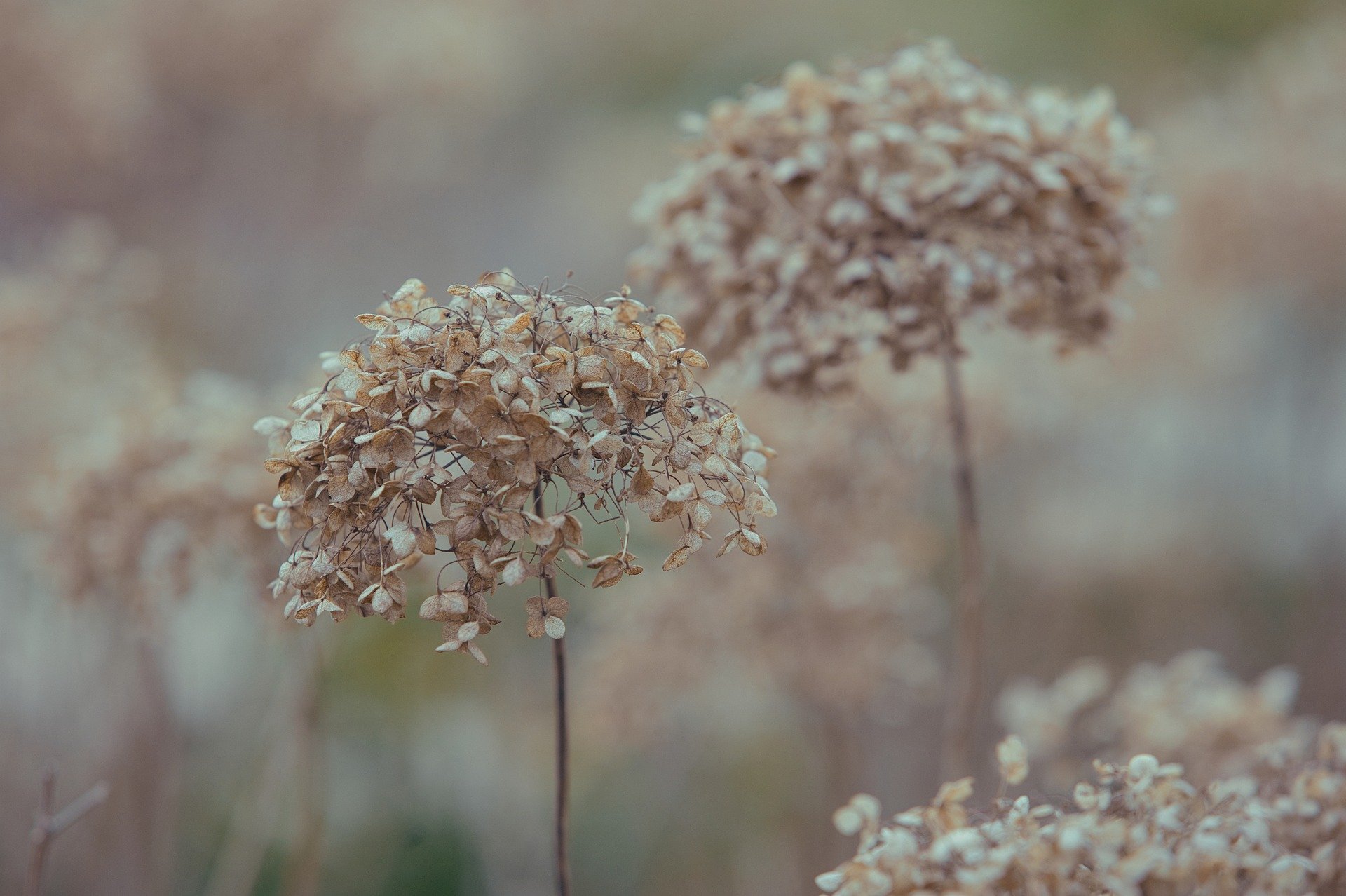 hydrangea-9941409_1920 pixaby.jpg