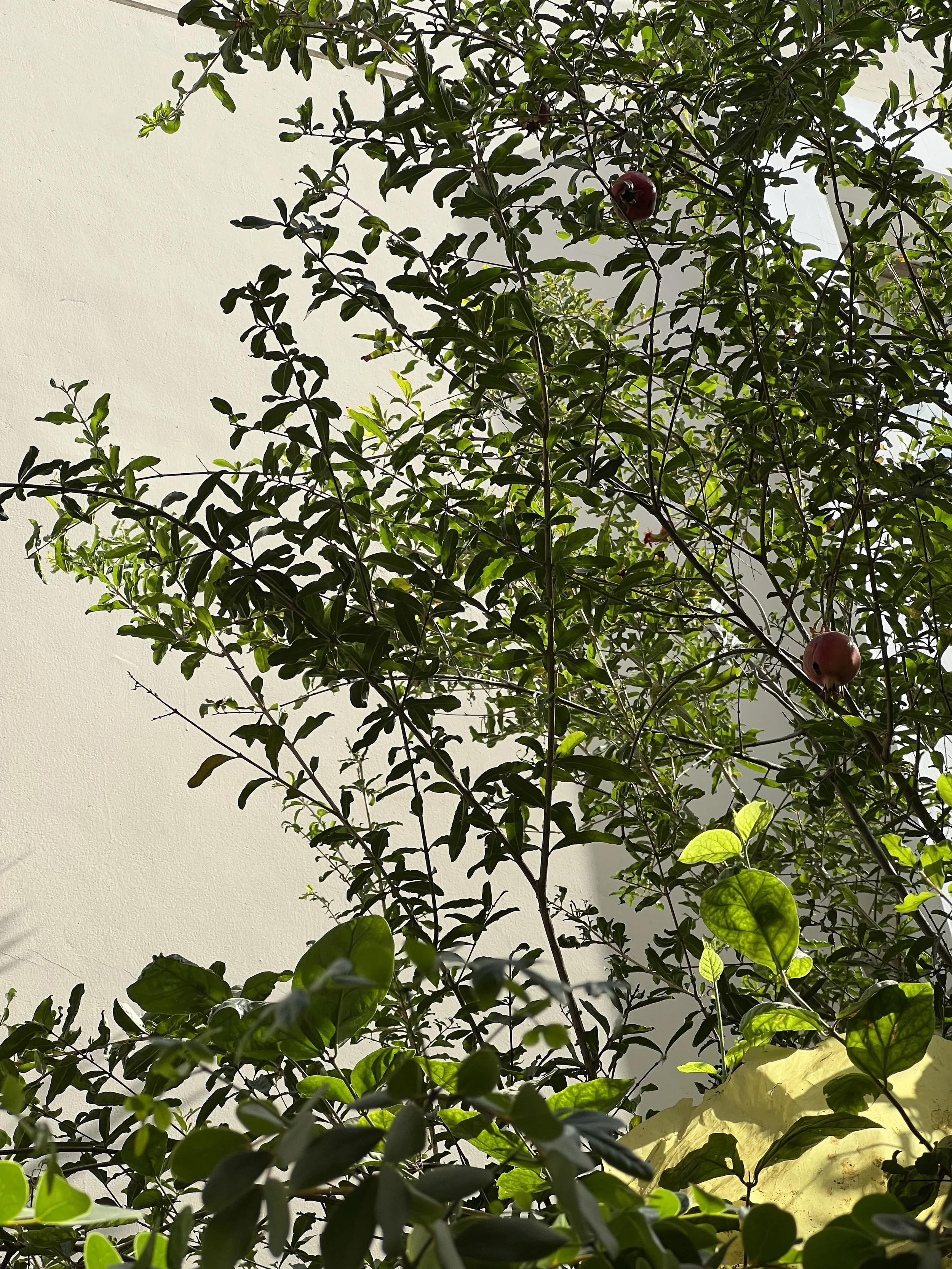 A pomegranate tree photographed by the STUDIO PURANI founder in Pakistan