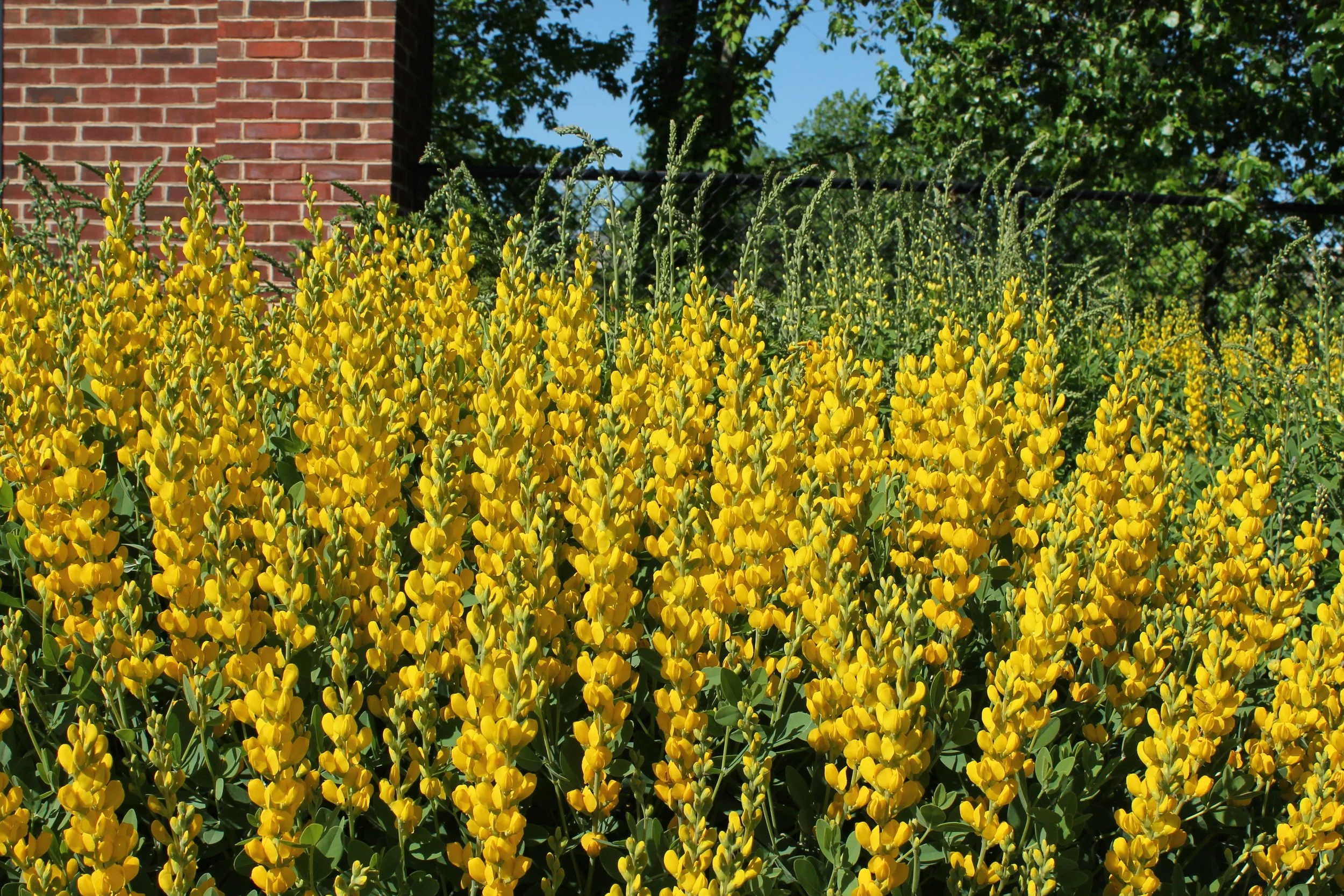 Baptisia 'Lemmon Meringue'.JPG
