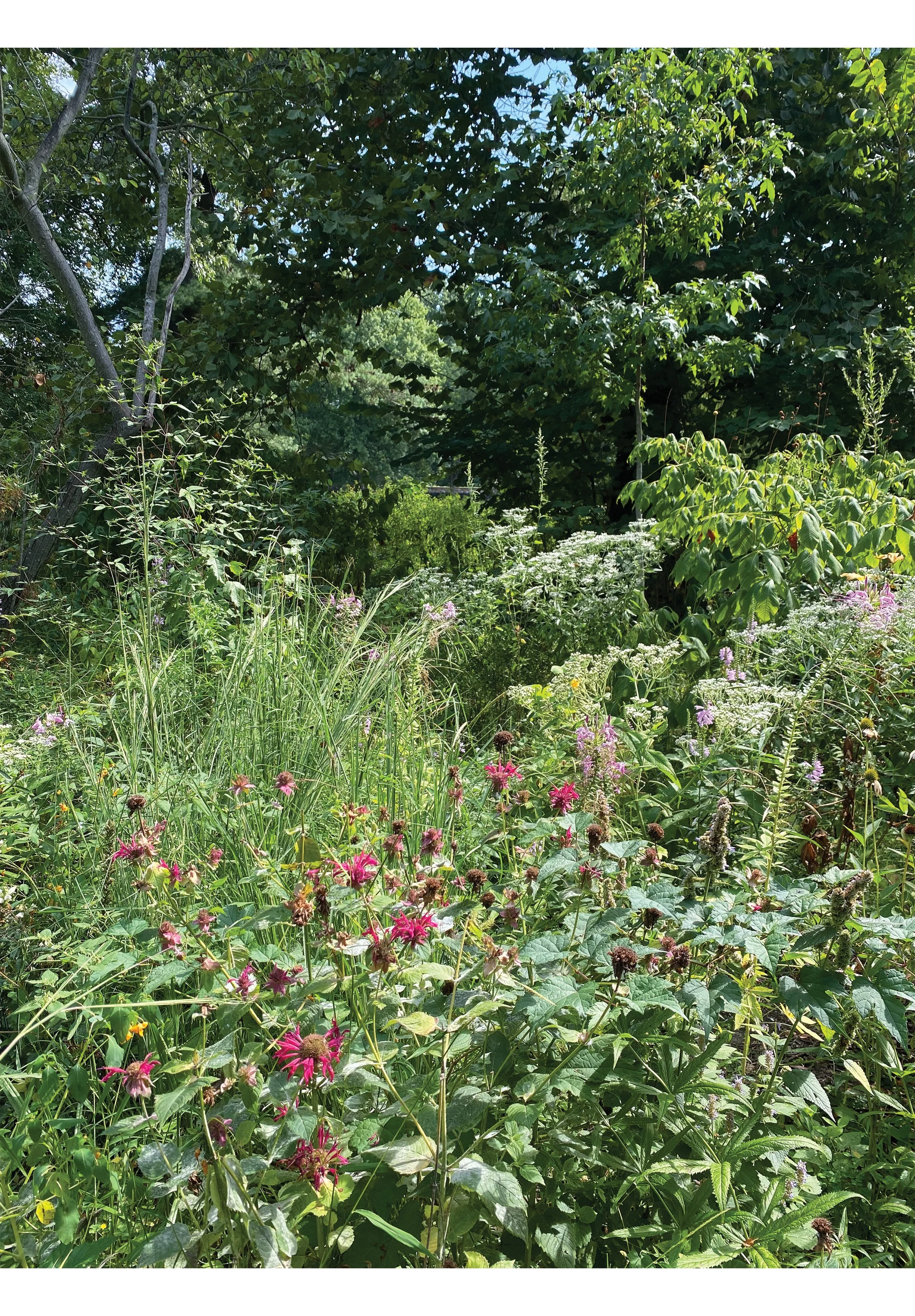 Goodstay Garden Image Wild.jpg