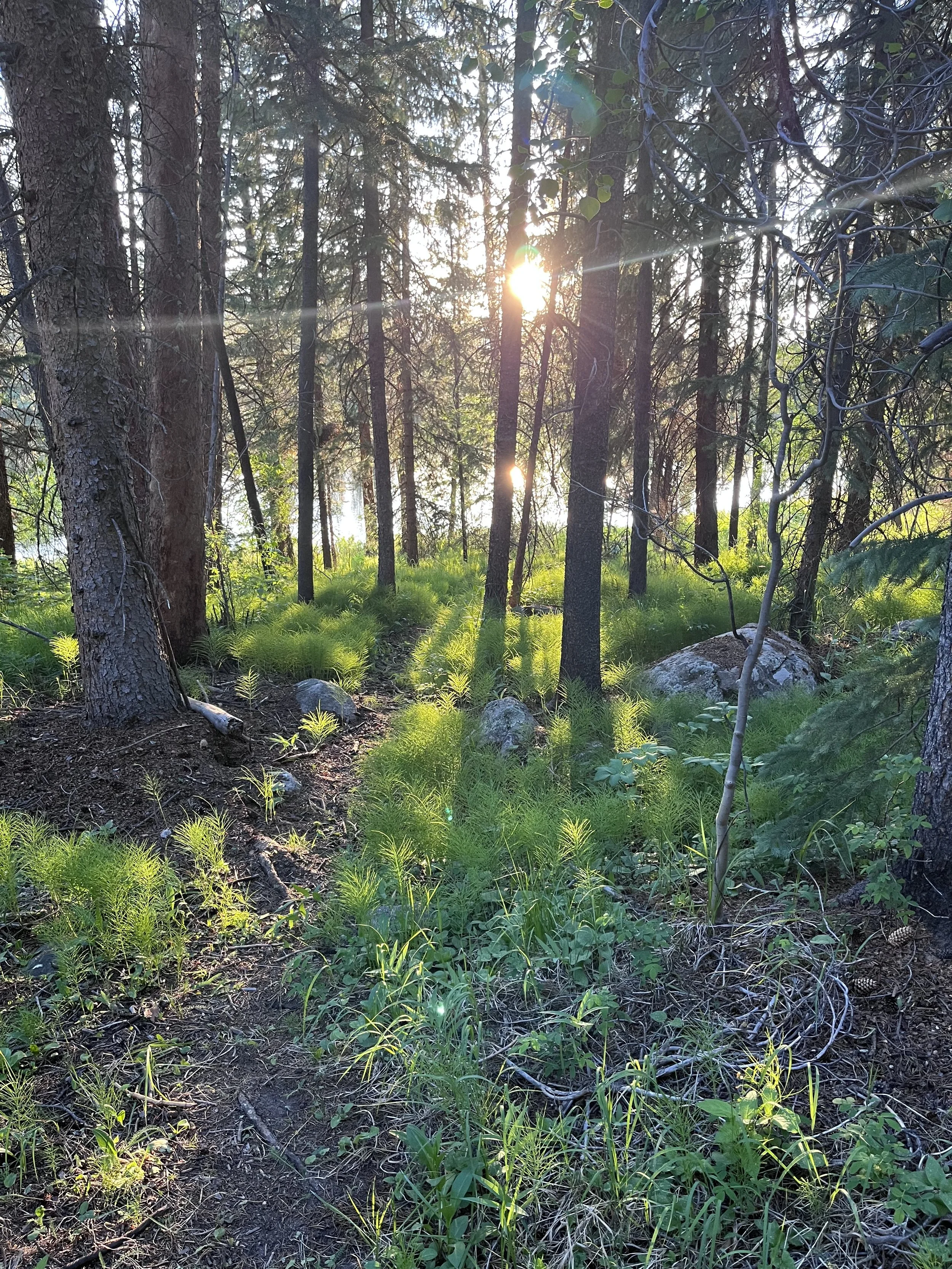 Sunlight filters through a dense forest with tall trees, illuminating the green undergrowth and rocks on the forest floor.