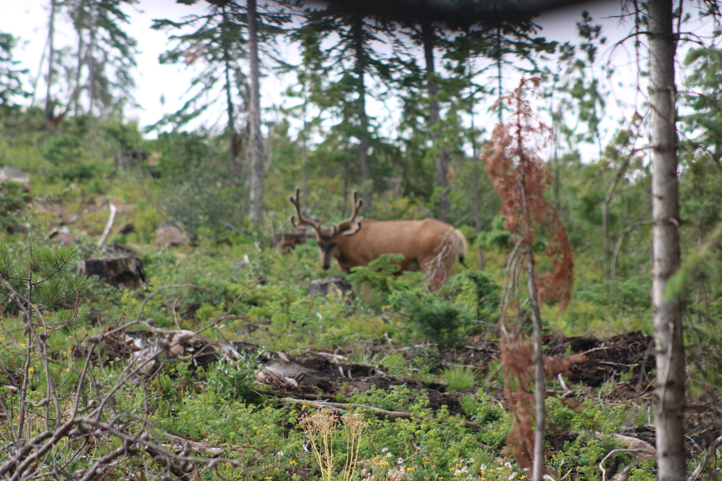 A moose standing in a dense forest with tall trees and green foliage.