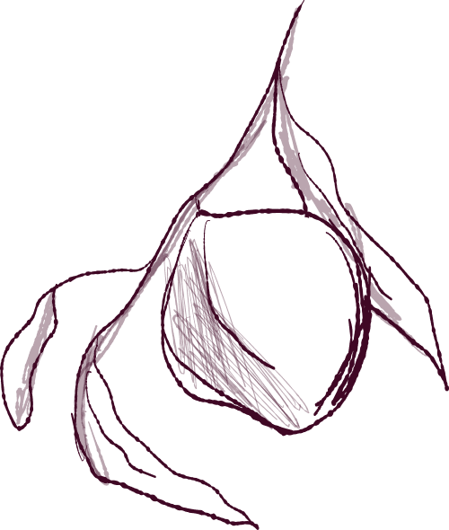 Illustration d'une fleur de style linéaire en violet sur fond noir.